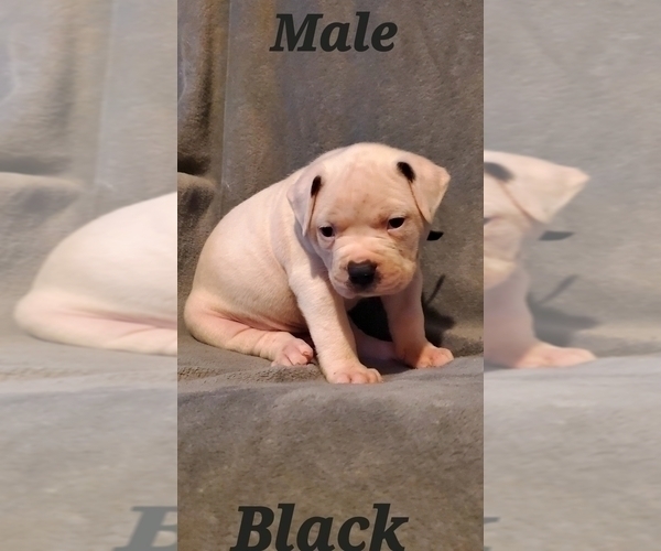 Medium Photo #5 American Bulldog Puppy For Sale in WEST GROVE, PA, USA