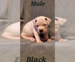 Small Photo #5 American Bulldog Puppy For Sale in WEST GROVE, PA, USA