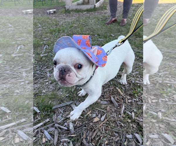 Medium Photo #4 French Bulldog Puppy For Sale in Duluth, MN, USA