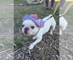 Romie - Male French Bulldog Dog for Adoption - Photo #4