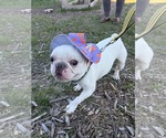 Small Photo #4 French Bulldog Puppy For Sale in Duluth, MN, USA