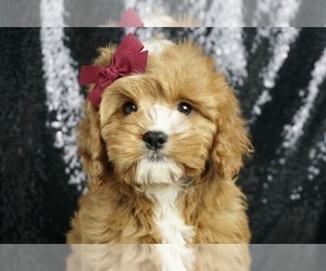 Cavapoo Puppy for Sale in WARSAW, Indiana USA