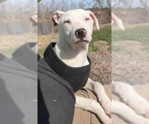Snow - Female Bulldog-Labrador Retriever Mix Dog for Adoption - Photo #3