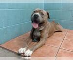 Small American Pit Bull Terrier Mix