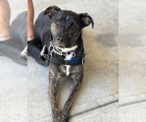 Mutt Dogs for adoption in Woodbury, NY, USA