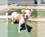 Small #1 American Staffordshire Terrier Mix