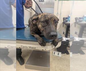 Plott Hound-Unknown Mix Dogs for adoption in Mobile, AL, USA