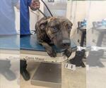 Small Plott Hound Mix
