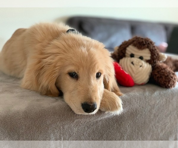 Medium Photo #15 Golden Retriever Puppy For Sale in JERSEY CITY, NJ, USA