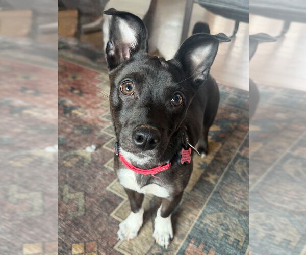 Medium Photo #7 Mountain Cur-Unknown Mix Puppy For Sale in Ellijay, GA, USA