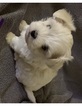Small Photo #2 Maltese Puppy For Sale in LEXINGTON, KY, USA