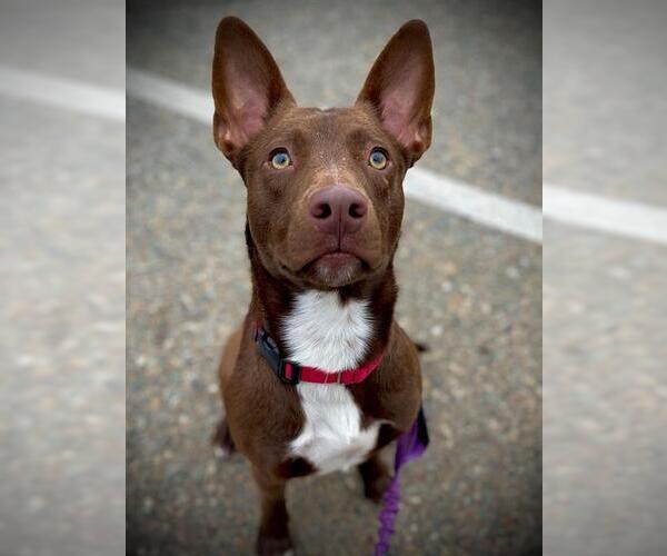 Medium Photo #2 Border Collie-Unknown Mix Puppy For Sale in San Andreas, CA, USA