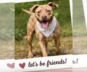 Mutt Dogs for adoption in garner, NC, USA