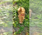 Small Photo #5 German Shepherd Dog-Siberian Husky Mix Puppy For Sale in MANTUA, OH, USA