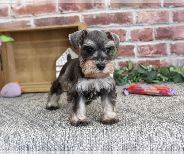 Medium Photo #5 Schnauzer (Miniature) Puppy For Sale in SYRACUSE, IN, USA