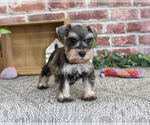 Small #4 Schnauzer (Miniature)