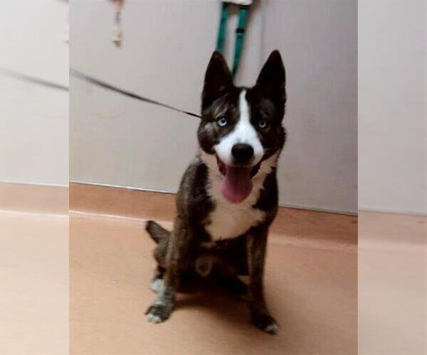 Medium Photo #1 Siberian Husky-Unknown Mix Puppy For Sale in Martinez, CA, USA