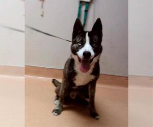 Siberian Husky-Unknown Mix Dogs for adoption in Martinez, CA, USA