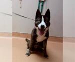 Small Siberian Husky Mix
