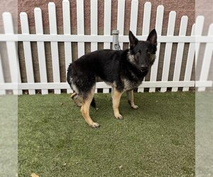 German Shepherd Dog-Unknown Mix Dogs for adoption in Modesto, CA, USA