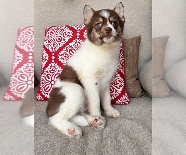 Medium Photo #2 Pomsky Puppy For Sale in GREENFIELD, IN, USA