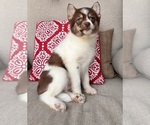 Small Photo #2 Pomsky Puppy For Sale in GREENFIELD, IN, USA
