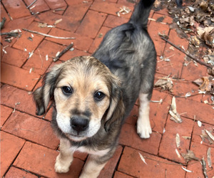 Bernedoodle-English Cream Golden Retriever Mix Puppy for sale in MONTCLAIR, NJ, USA