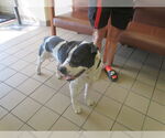 Small American Pit Bull Terrier