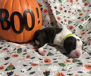Boston Terrier Puppy for Sale in LAKEWOOD, California USA