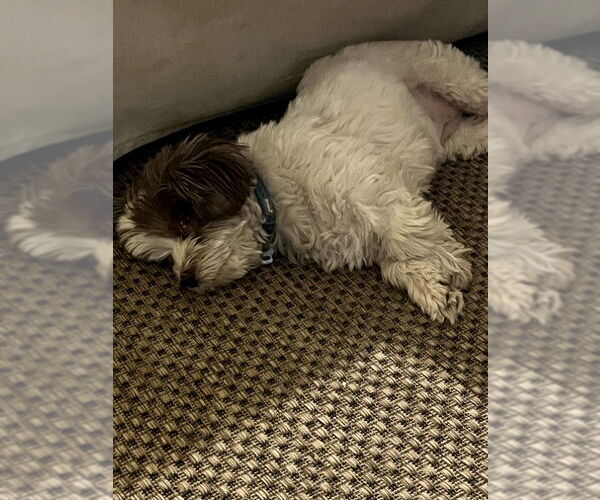 Medium Photo #14 Hava-Apso Puppy For Sale in San Francisco, CA, USA