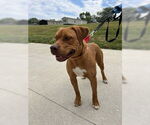Small #3 American Pit Bull Terrier Mix
