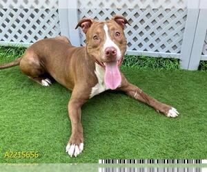 American Pit Bull Terrier Dogs for adoption in West Palm Beach, FL, USA