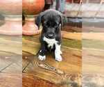 Small Labrador Retriever Mix
