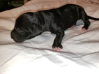 Small Photo #2 German Shorthaired Pointer-Golden Labrador Mix Puppy For Sale in AMES, IA, USA