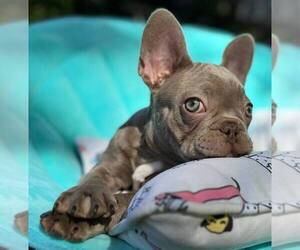 French Bulldog Puppy for sale in RENTON, WA, USA