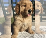 Small Photo #1 Golden Retriever Puppy For Sale in SANTA ANA, CA, USA