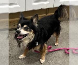 Chihuahua Dogs for adoption in Forestville, MD, USA