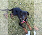 Small #12 Rottweiler Mix