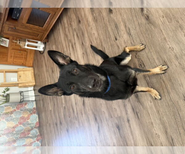 Medium Photo #3 German Shepherd Dog Puppy For Sale in Winston Salem, NC, USA