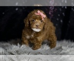 Small Photo #95 Poodle (Miniature) Puppy For Sale in WARSAW, IN, USA