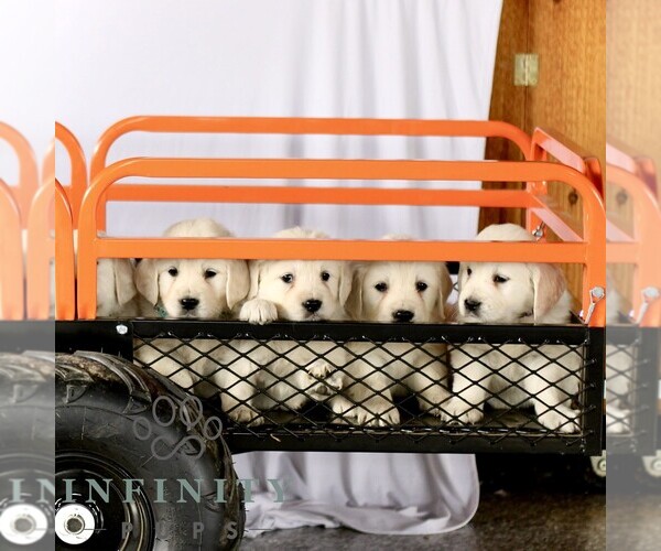 Medium Photo #2 English Cream Golden Retriever Puppy For Sale in GORDONVILLE, PA, USA