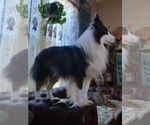 Small Photo #1 Shetland Sheepdog Puppy For Sale in SHERIDAN, AR, USA
