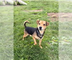 Small #1 Mutt