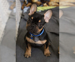 Small Photo #2 French Bulldog Puppy For Sale in MILWAUKEE, WI, USA