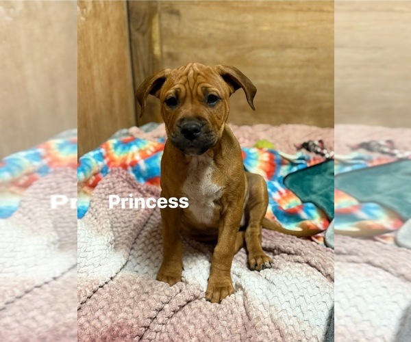 Medium Photo #1 Boxador Puppy For Sale in NAPERVILLE, IL, USA