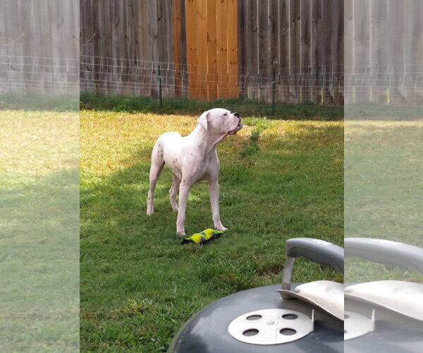Medium Photo #15 Boxer Puppy For Sale in  Katy, TX, USA
