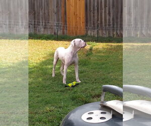 HEWITT - Male Boxer Dog for Adoption - Photo #15