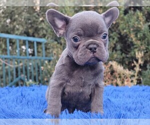 French Bulldog Puppy for sale in BOSTON, MA, USA