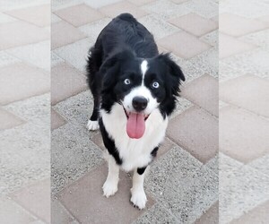 Australian Shepherd Puppy for sale in HENDERSON, NV, USA