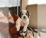 Puppy 2 Aussie-Poo-Cavapoo Mix